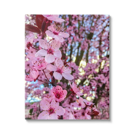 Stupell Spring Cherry Blossom Tree Nature Botanical & Floral Photography Gallery Wrapped Canvas Print Wall Art