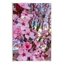 Stupell Spring Cherry Blossom Tree Nature Botanical & Floral Photography Wall Plaque Unframed Art Print Wall Art
