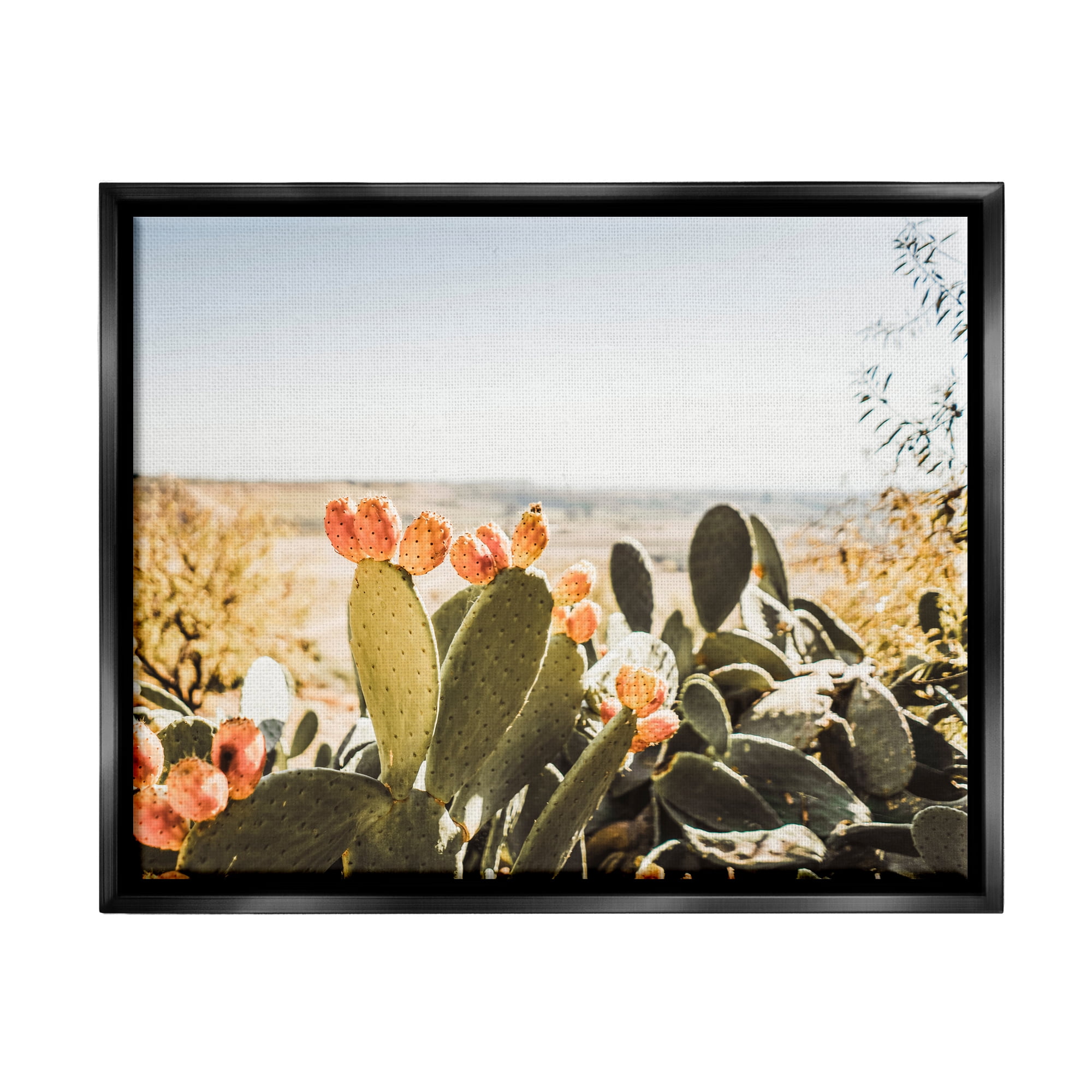 Stupell Sunlit Prickly Pear Cactus Photography Landscape Photography Black Floater Framed Art Print Wall Art