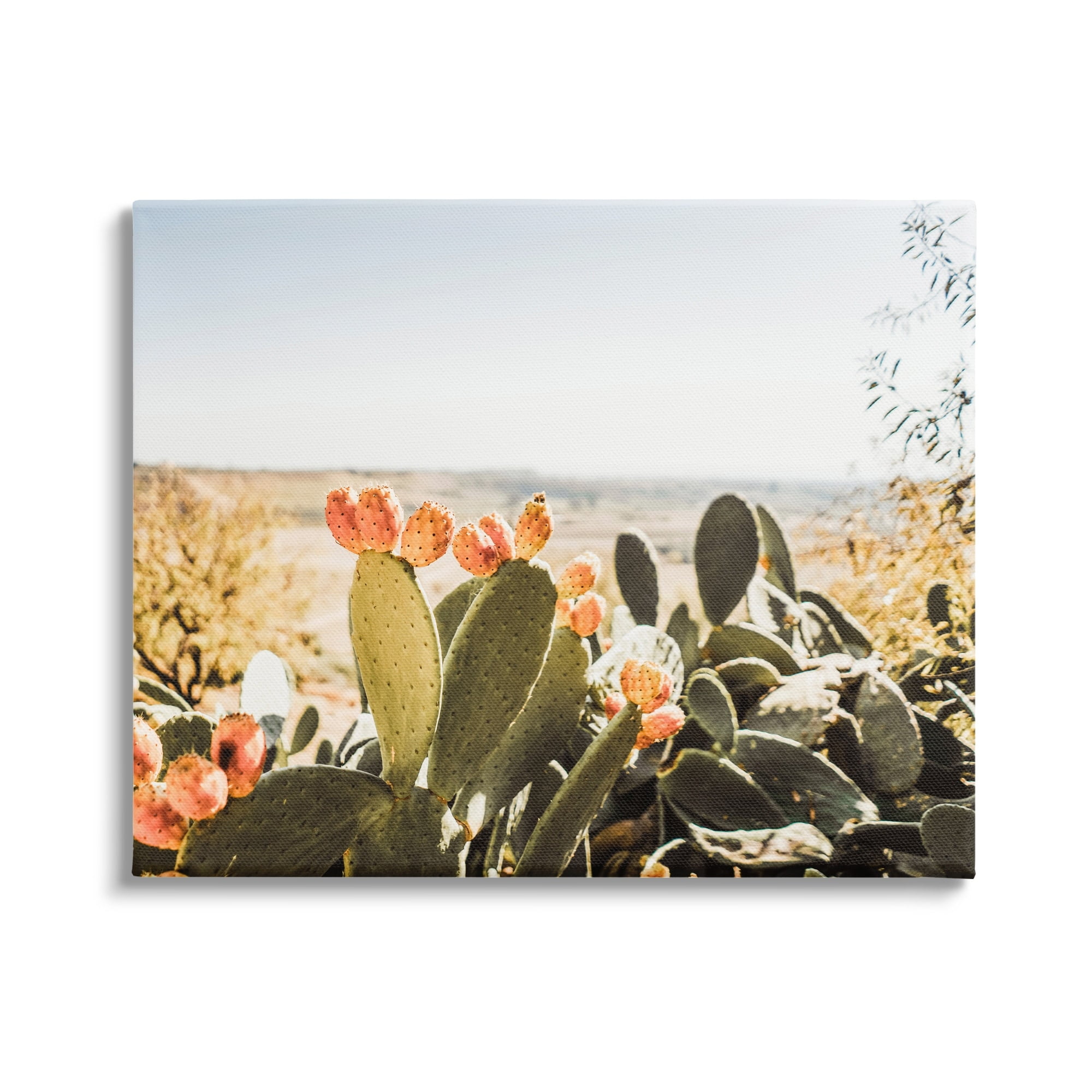 Stupell Sunlit Prickly Pear Cactus Photography Landscape Photography Gallery Wrapped Canvas Print Wall Art