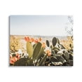 thumbnail image 1 of Stupell Sunlit Prickly Pear Cactus Photography Landscape Photography Gallery Wrapped Canvas Print Wall Art, 1 of 5