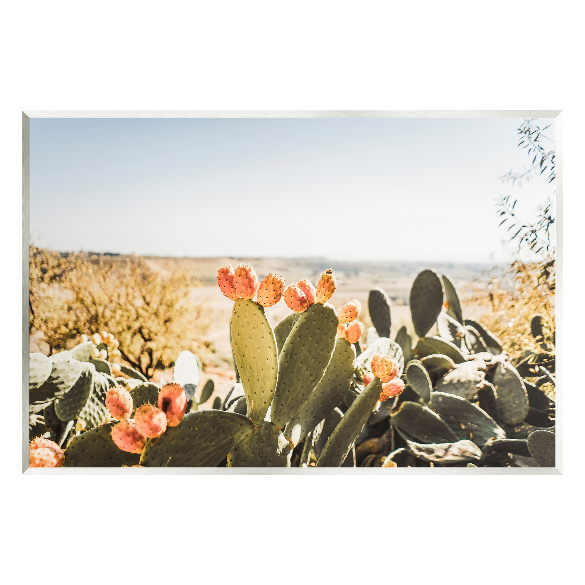 Stupell Sunlit Prickly Pear Cactus Photography Landscape Photography Wall Plaque Unframed Art Print Wall Art