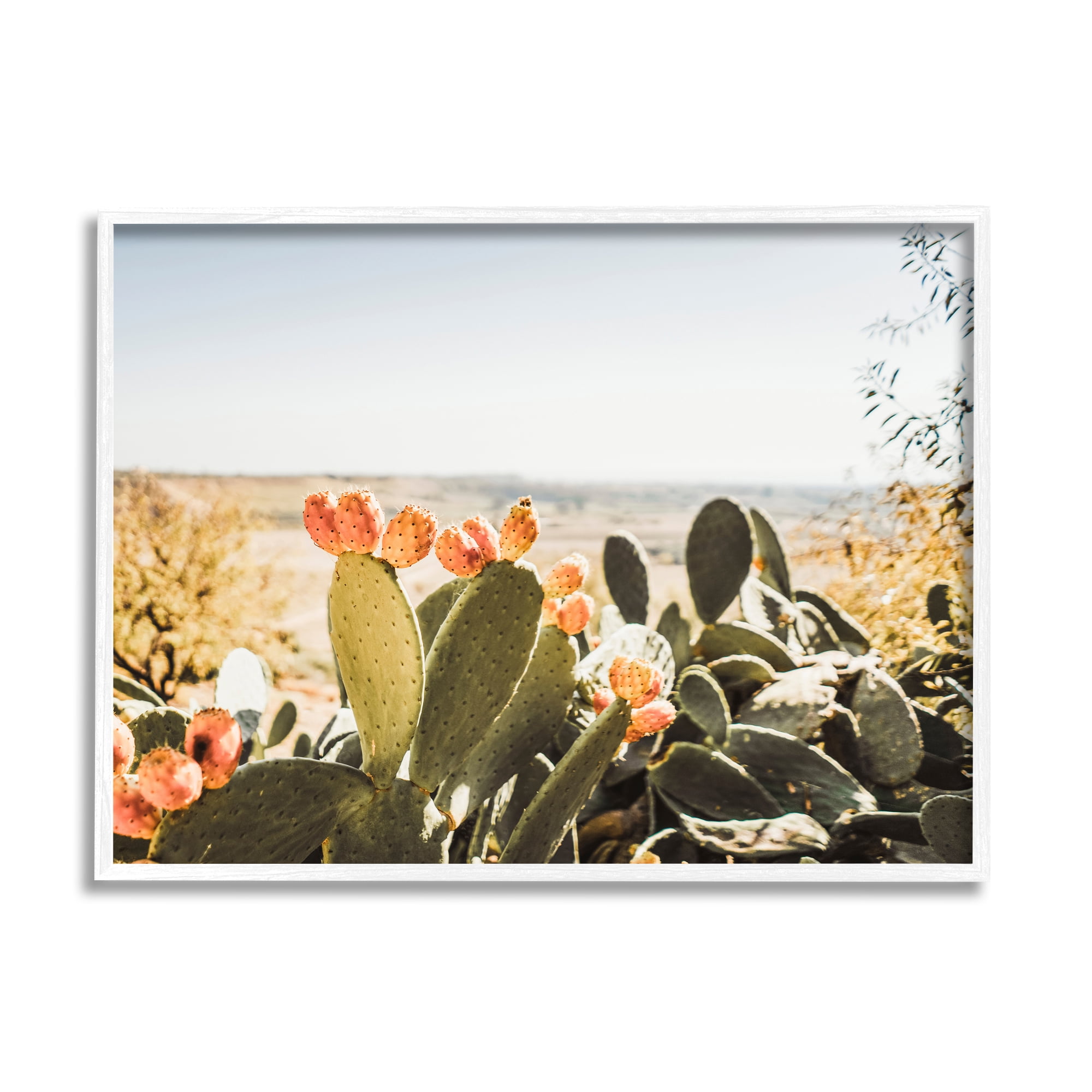 Stupell Sunlit Prickly Pear Cactus Photography Landscape Photography White Framed Art Print Wall Art