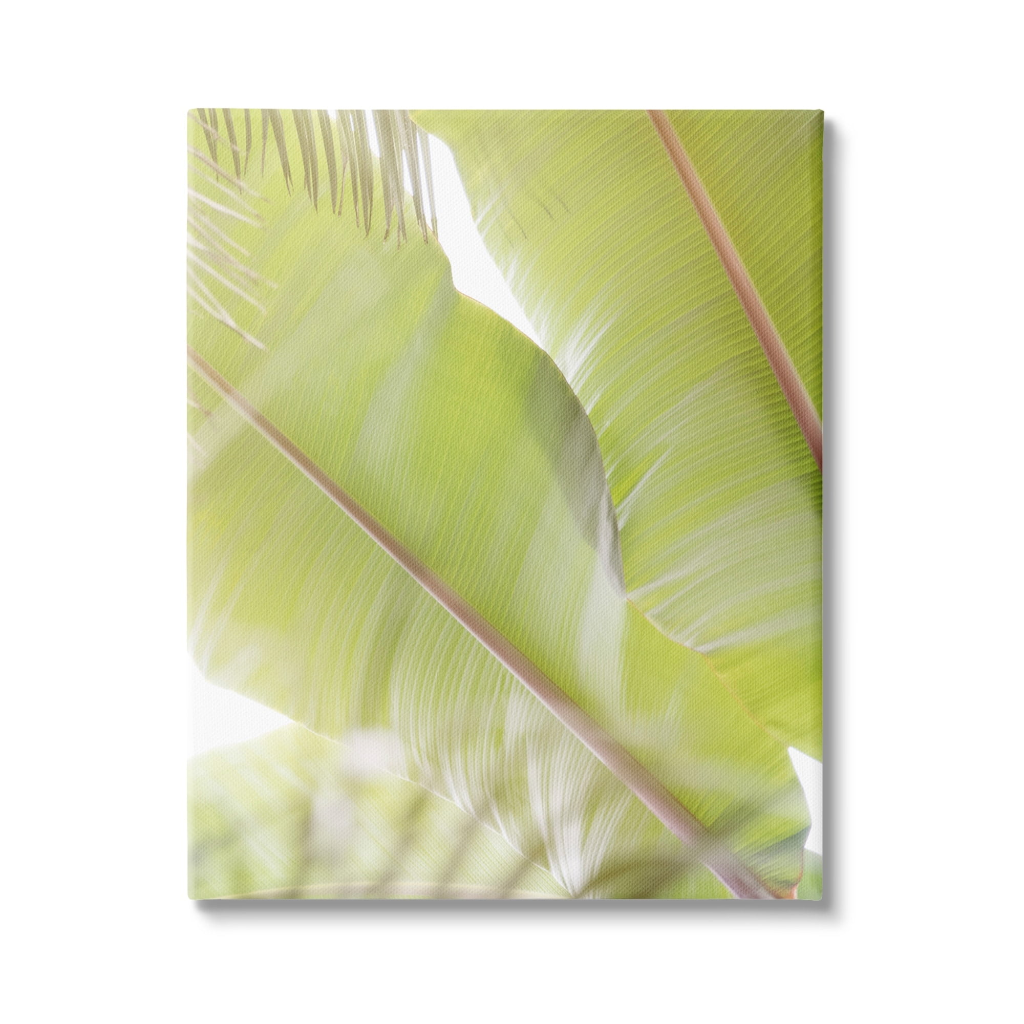 Stupell Tropical Palm Modern View Botanical & Floral Photography Gallery Wrapped Canvas Print Wall Art