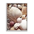 thumbnail image 1 of Stupell Various Nautical Clam Conch Shells Landscape Photography Gray Framed Art Print Wall Art, 1 of 7
