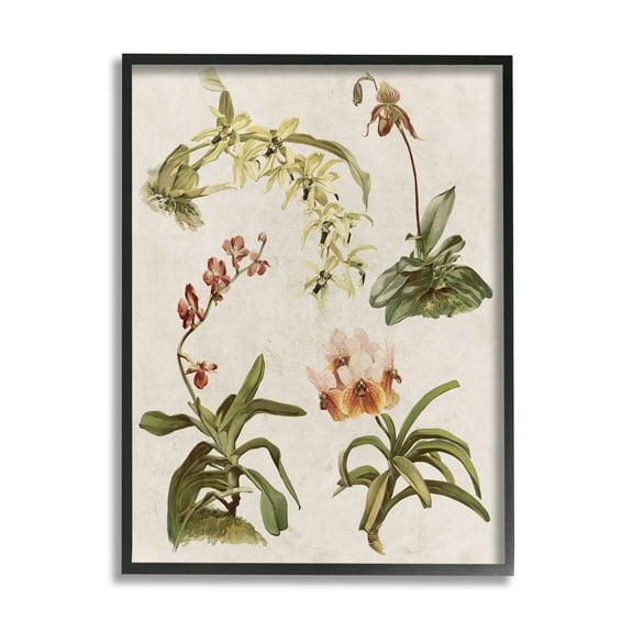 Stupell Vintage Latin Study Flowers Nature Botanical & Floral Painting Black Framed Art Print Wall Art