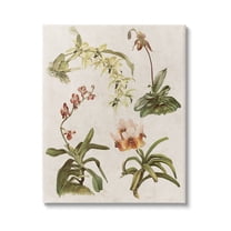 Stupell Vintage Latin Study Flowers Nature Botanical & Floral Painting Gallery Wrapped Canvas Print Wall Art