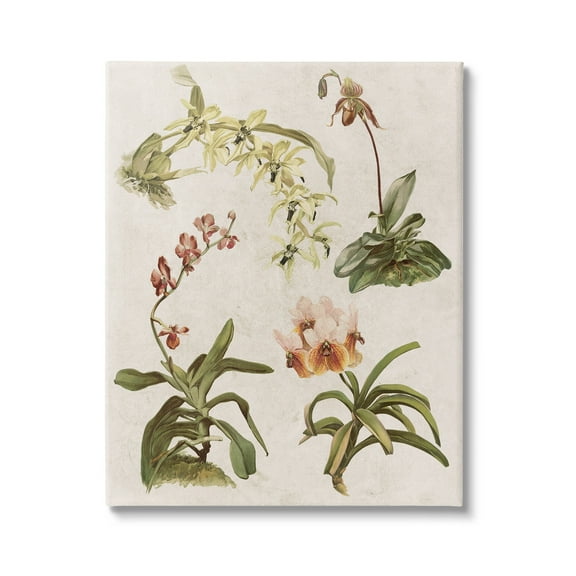 Stupell Vintage Latin Study Flowers Nature Botanical & Floral Painting Gallery Wrapped Canvas Print Wall Art