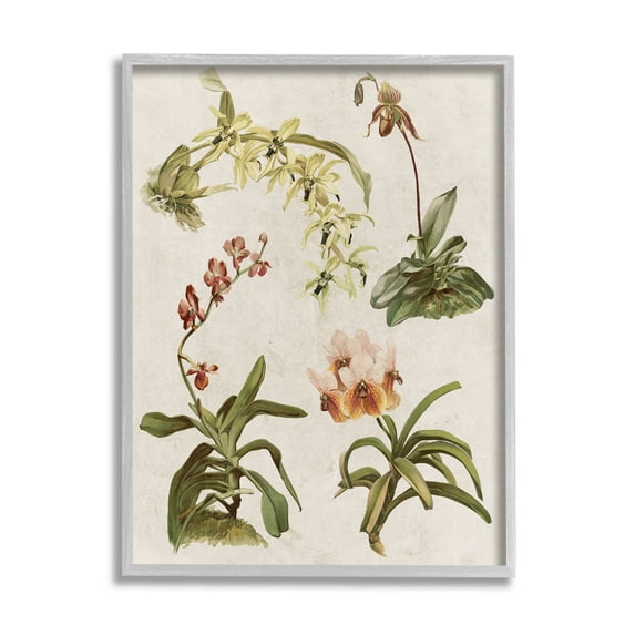 Stupell Vintage Latin Study Flowers Nature Botanical & Floral Painting Gray Framed Art Print Wall Art