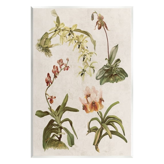 Stupell Vintage Latin Study Flowers Nature Botanical & Floral Painting Wall Plaque Unframed Art Print Wall Art