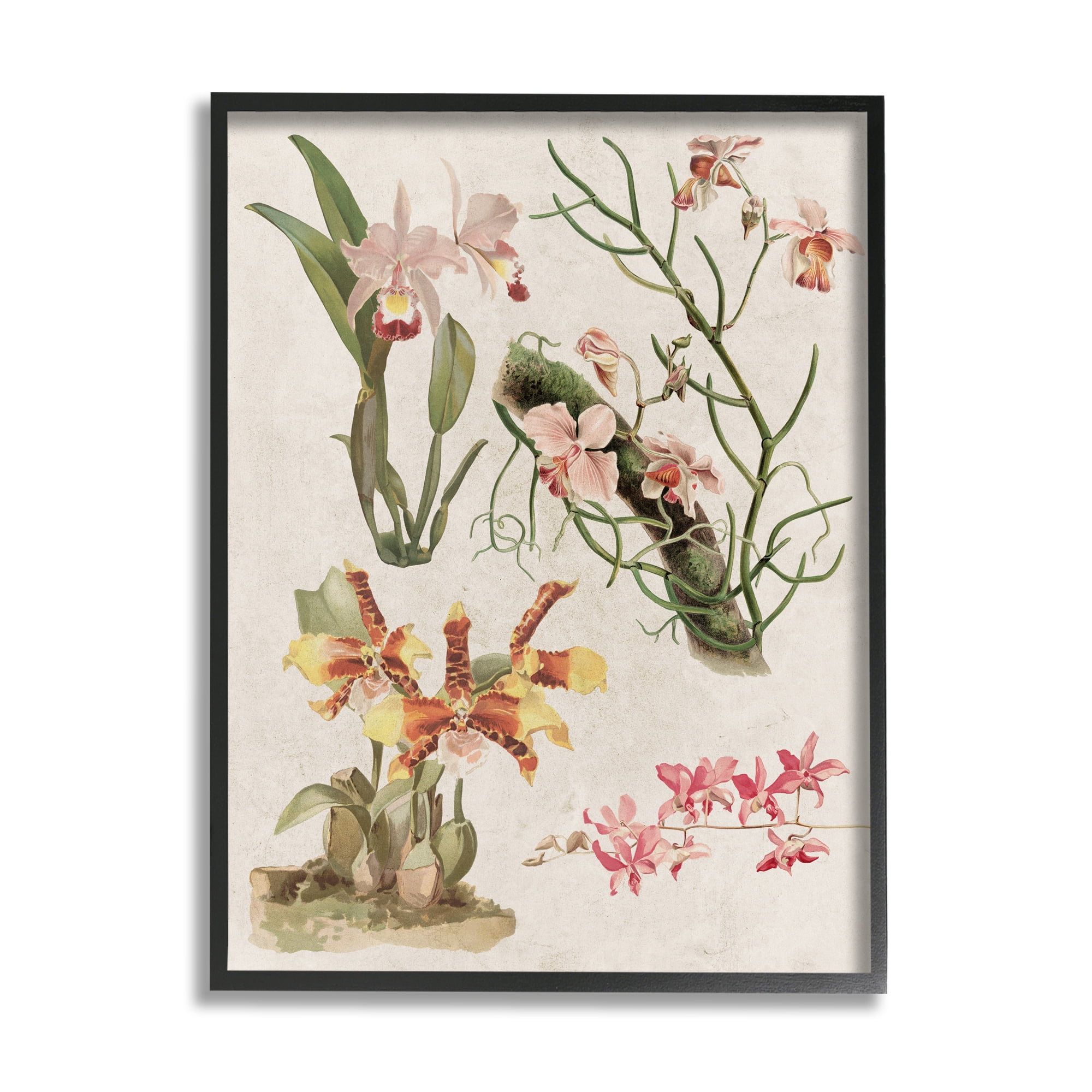 Stupell Vintage Studies Varied Flora Botanical & Floral Painting Black Framed Art Print Wall Art