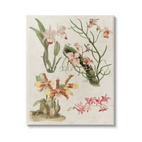 Stupell Vintage Studies Varied Flora Botanical & Floral Painting Gallery Wrapped Canvas Print Wall Art