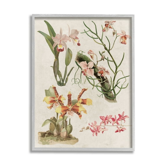 Stupell Vintage Studies Varied Flora Botanical & Floral Painting Gray Framed Art Print Wall Art