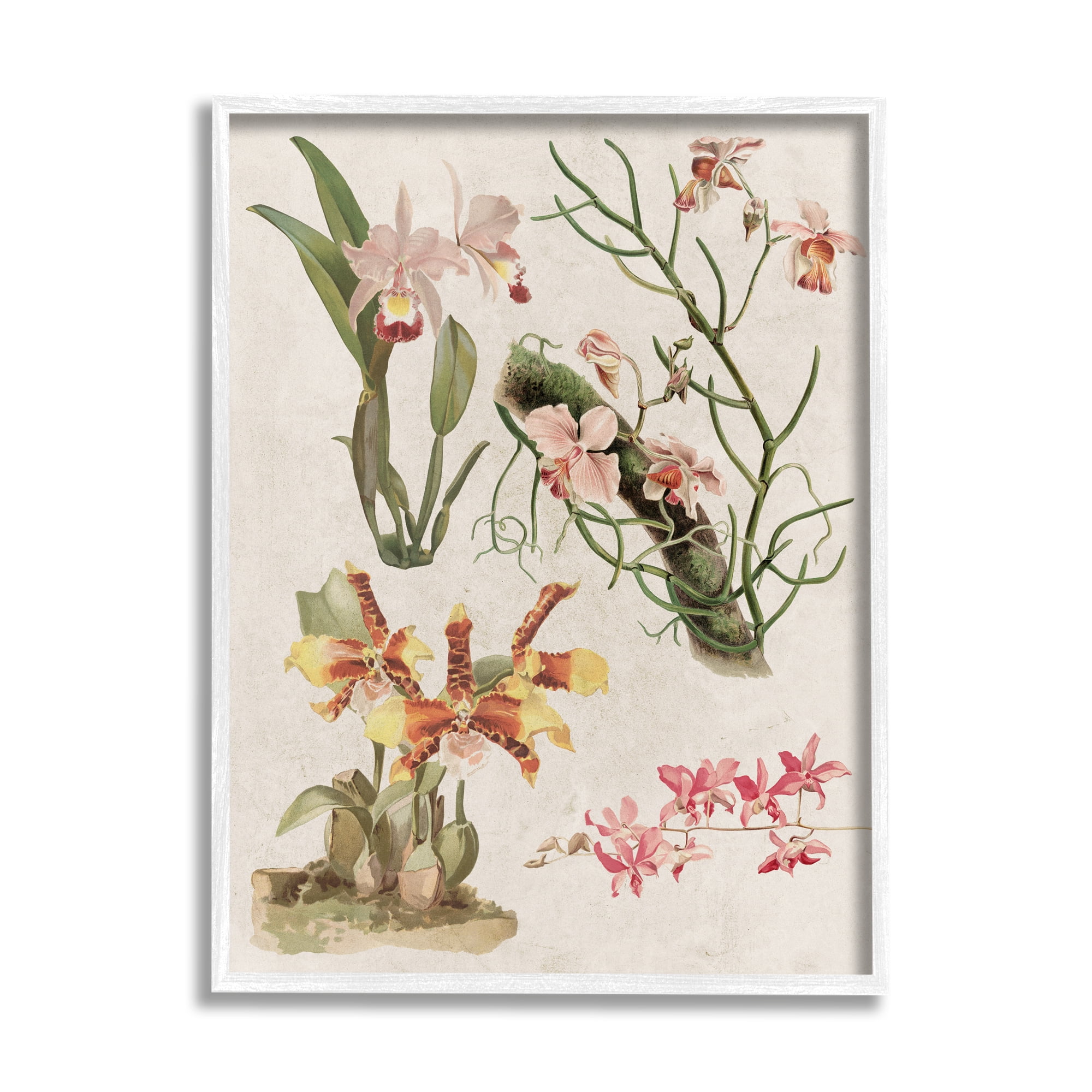 Stupell Vintage Studies Varied Flora Botanical & Floral Painting White Framed Art Print Wall Art