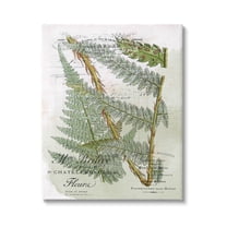 Stupell Vintage Vegetation Various Ferns Botanical & Floral Painting Gallery Wrapped Canvas Print Wall Art