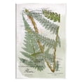 thumbnail image 1 of Stupell Vintage Vegetation Various Ferns Botanical & Floral Painting Wall Plaque Unframed Art Print Wall Art, 1 of 6