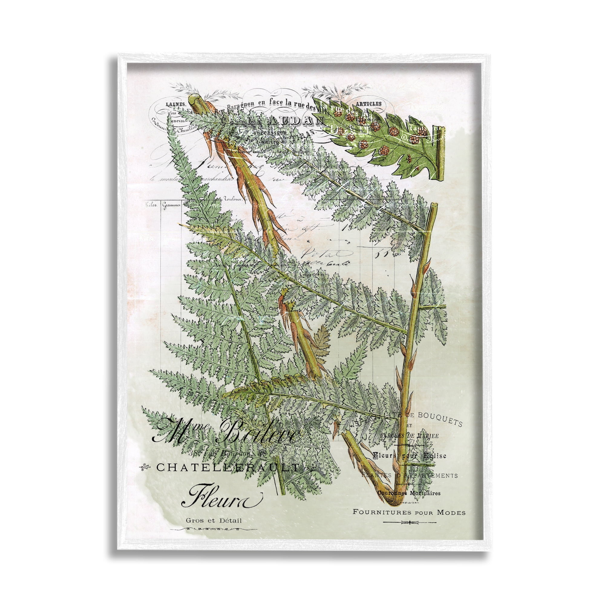 Stupell Vintage Vegetation Various Ferns Botanical & Floral Painting White Framed Art Print Wall Art