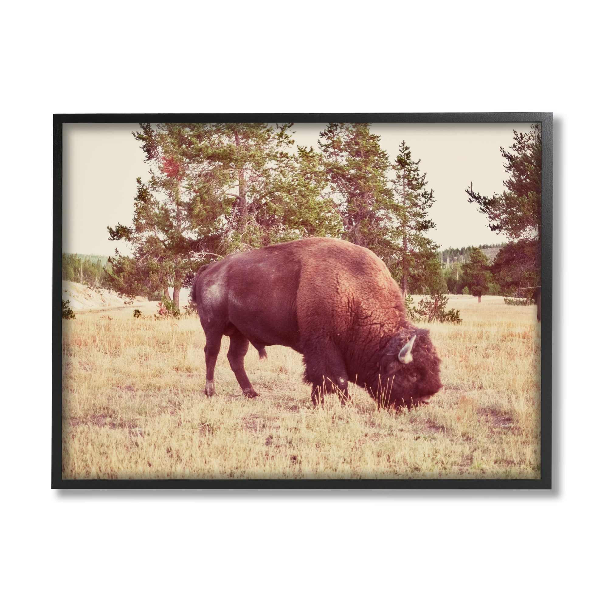 Stupell Wild Bison Rural Nature Scenery Animals & Insects Photography Black Framed Art Print Wall Art