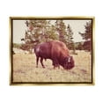thumbnail image 1 of Stupell Wild Bison Rural Nature Scenery Animals & Insects Photography Gold Floater Framed Art Print Wall Art, 1 of 6