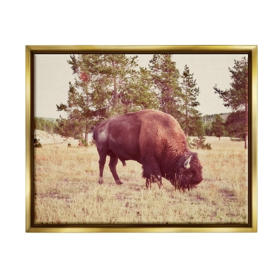 Stupell Wild Bison Rural Nature Scenery Animals & Insects Photography Gold Floater Framed Art Print Wall Art