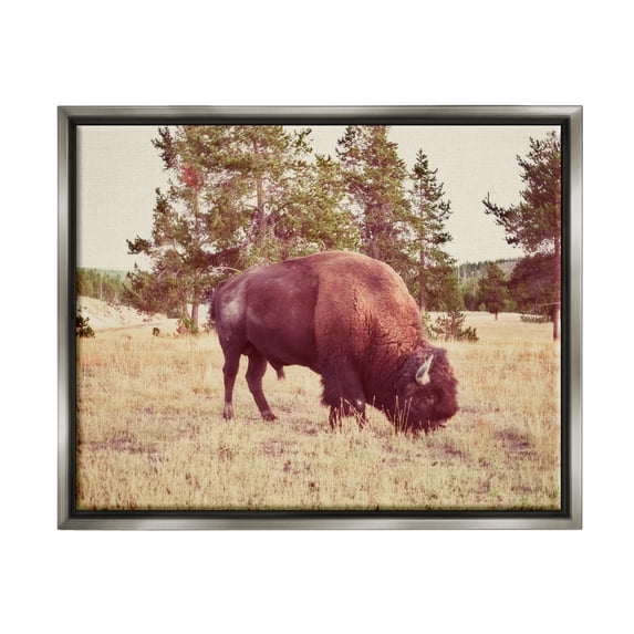 Stupell Wild Bison Rural Nature Scenery Animals & Insects Photography Gray Floater Framed Art Print Wall Art