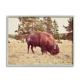 thumbnail image 1 of Stupell Wild Bison Rural Nature Scenery Animals & Insects Photography Gray Framed Art Print Wall Art, 1 of 7