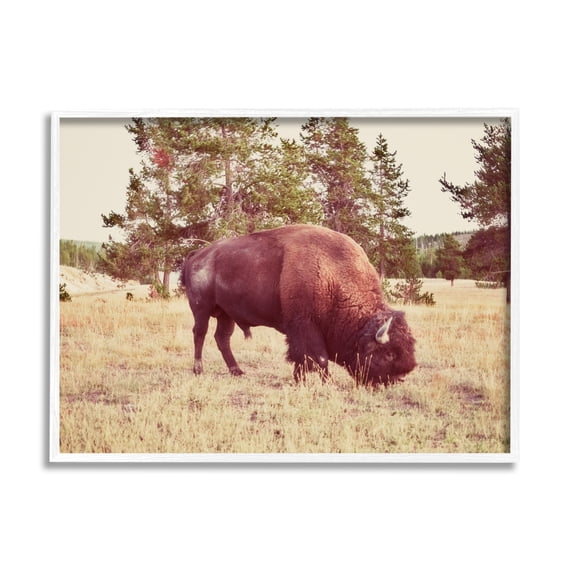 Stupell Wild Bison Rural Nature Scenery Animals & Insects Photography White Framed Art Print Wall Art