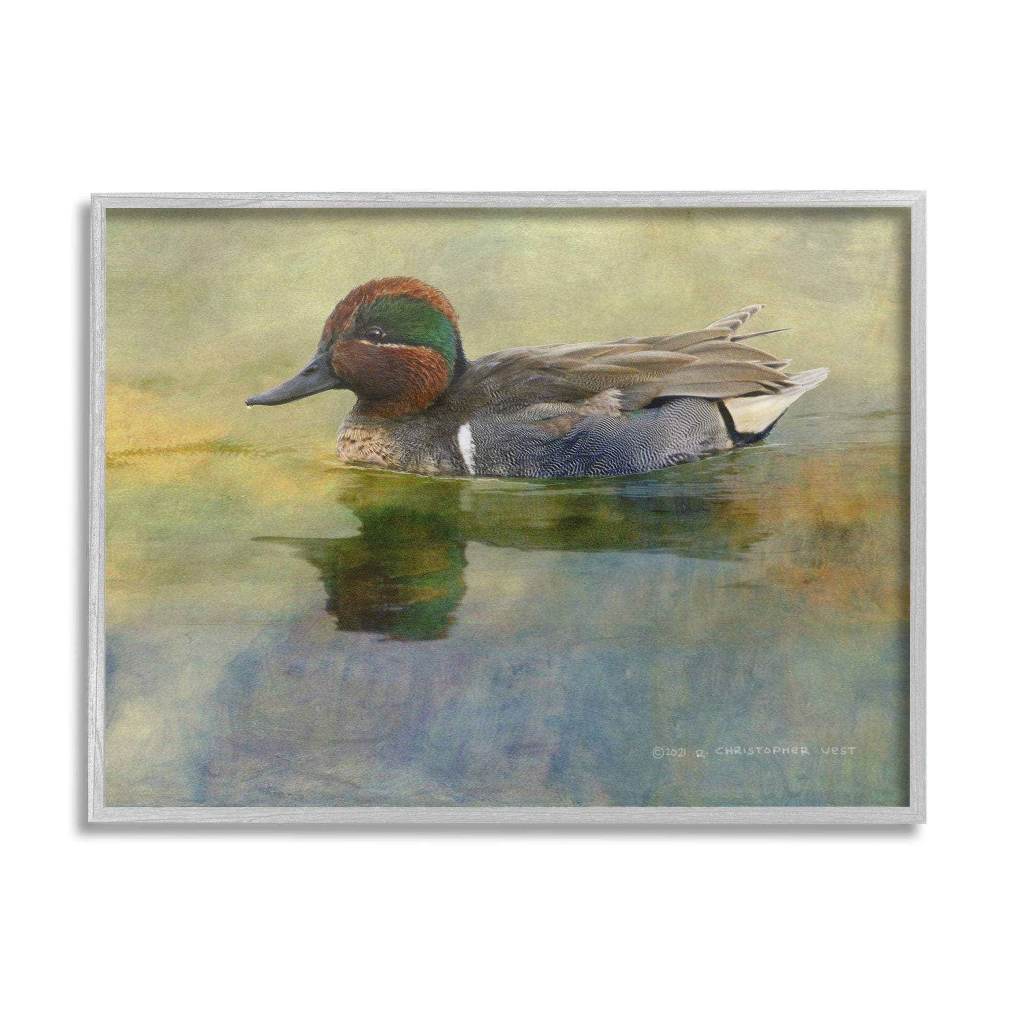 Stupell Wild Duck Nature Pond Wildlife Animals & Insects Photography Gray Framed Art Print Wall Art