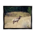 thumbnail image 1 of Stupell Wild Elk Nature Grove Photography Animals & Insects Photography Black Floater Framed Art Print Wall Art, 1 of 6