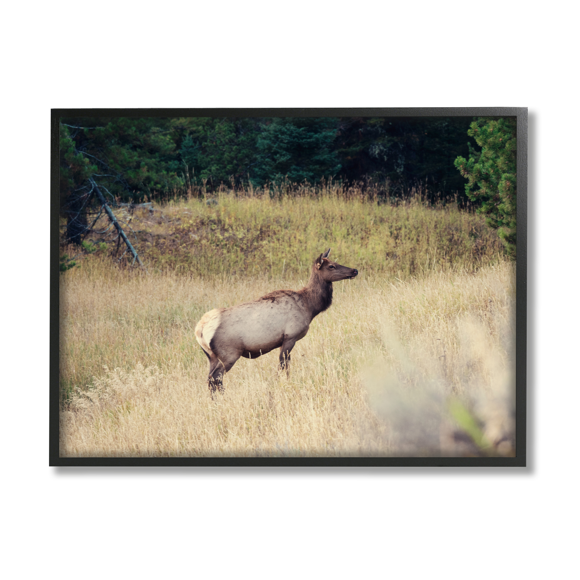 Stupell Wild Elk Nature Grove Photography Animals & Insects Photography Black Framed Art Print Wall Art