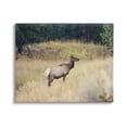thumbnail image 1 of Stupell Wild Elk Nature Grove Photography Animals & Insects Photography Gallery Wrapped Canvas Print Wall Art, 1 of 5
