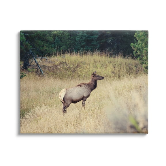 Stupell Wild Elk Nature Grove Photography Animals & Insects Photography Gallery Wrapped Canvas Print Wall Art