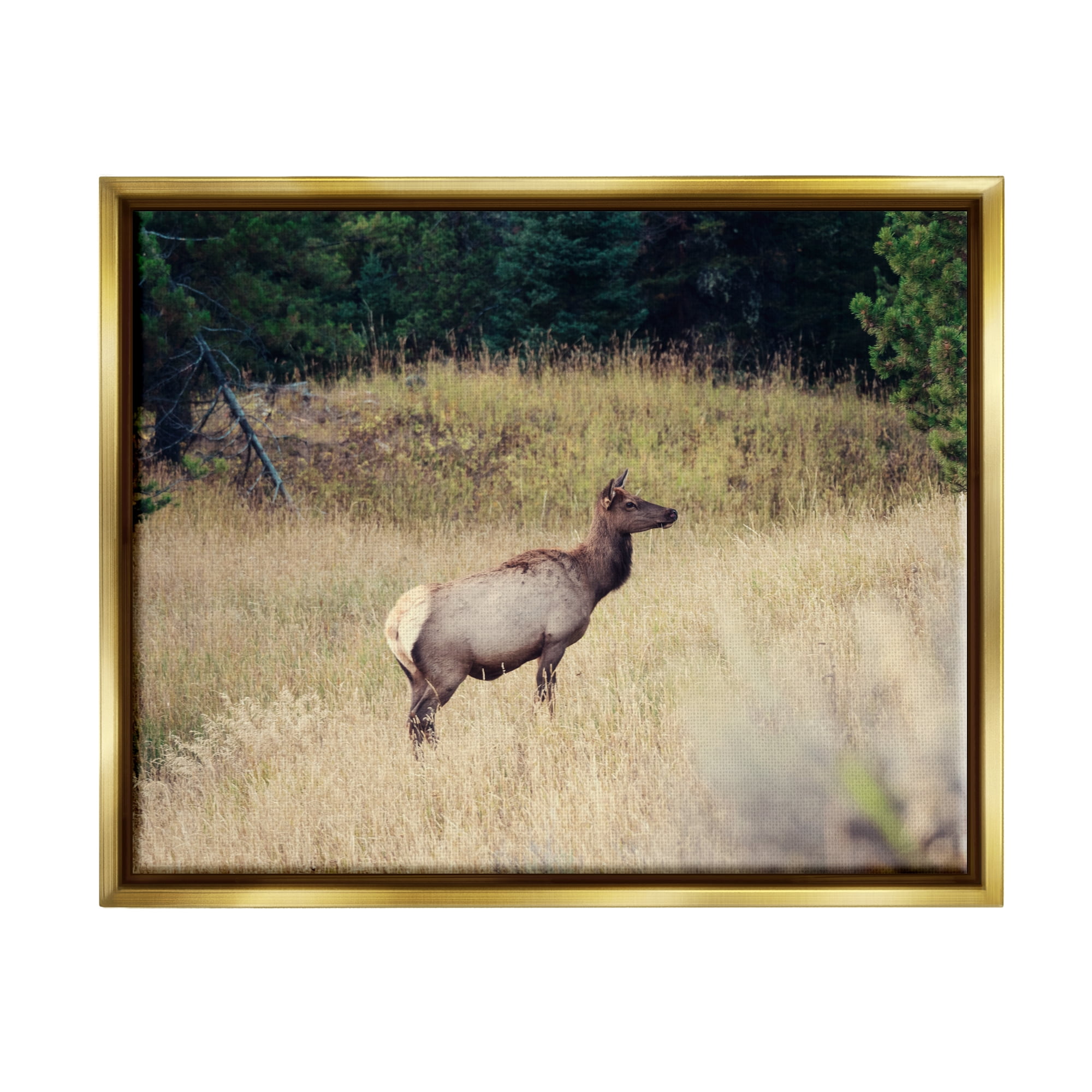 Stupell Wild Elk Nature Grove Photography Animals & Insects Photography Gold Floater Framed Art Print Wall Art