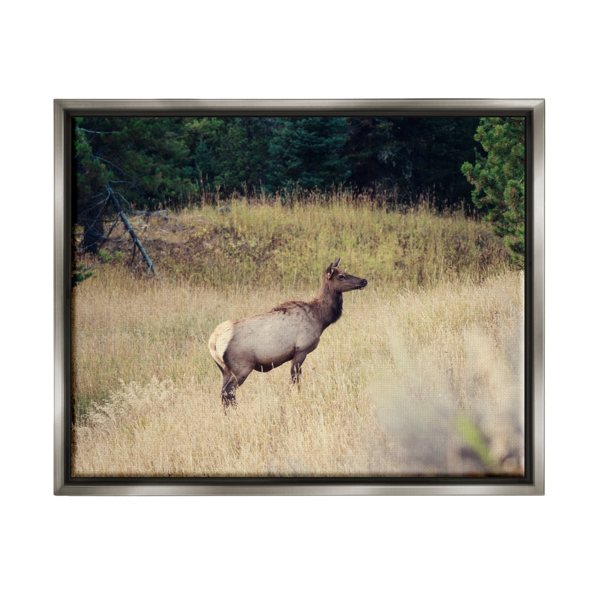 Stupell Wild Elk Nature Grove Photography Animals & Insects Photography Gray Floater Framed Art Print Wall Art