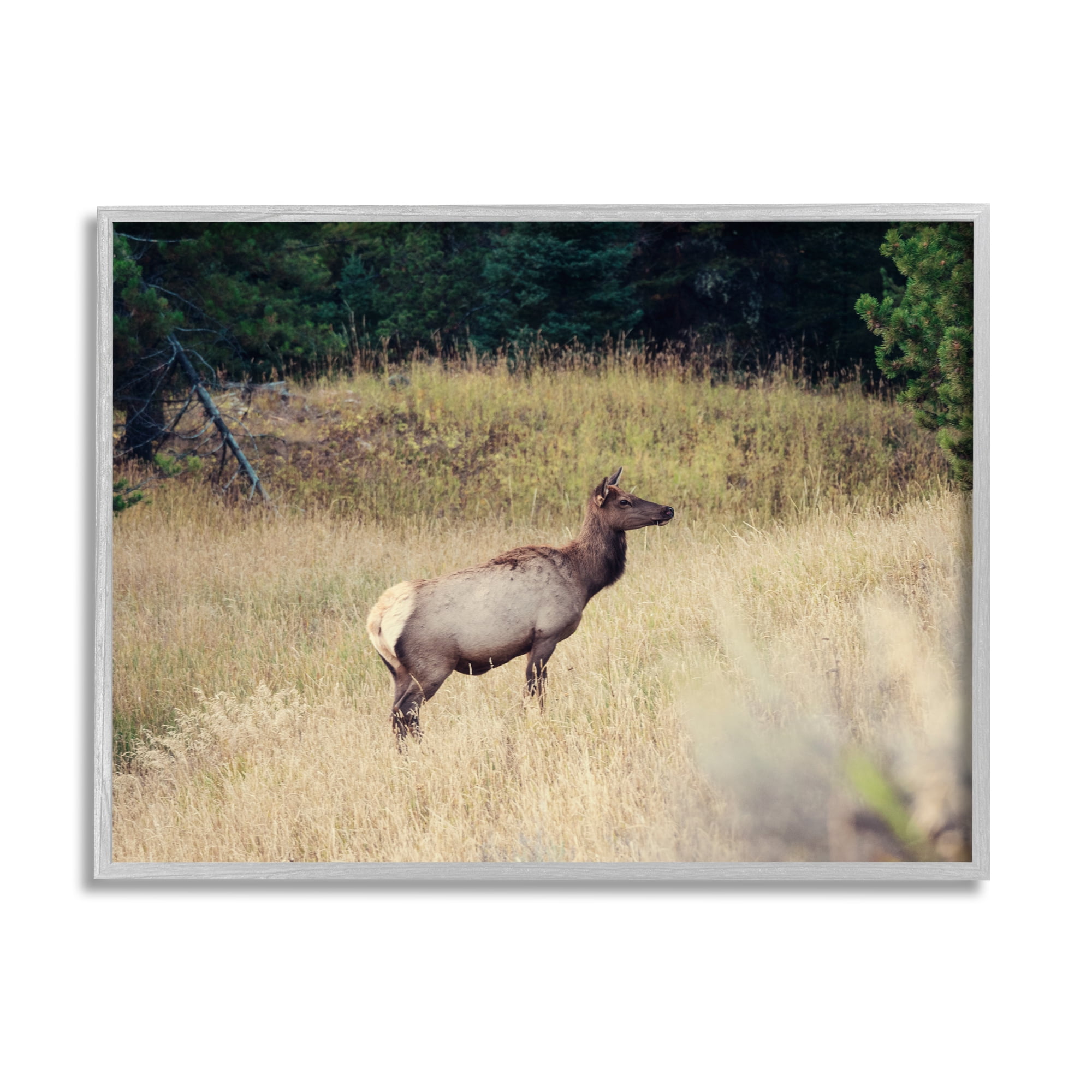 Stupell Wild Elk Nature Grove Photography Animals & Insects Photography Gray Framed Art Print Wall Art