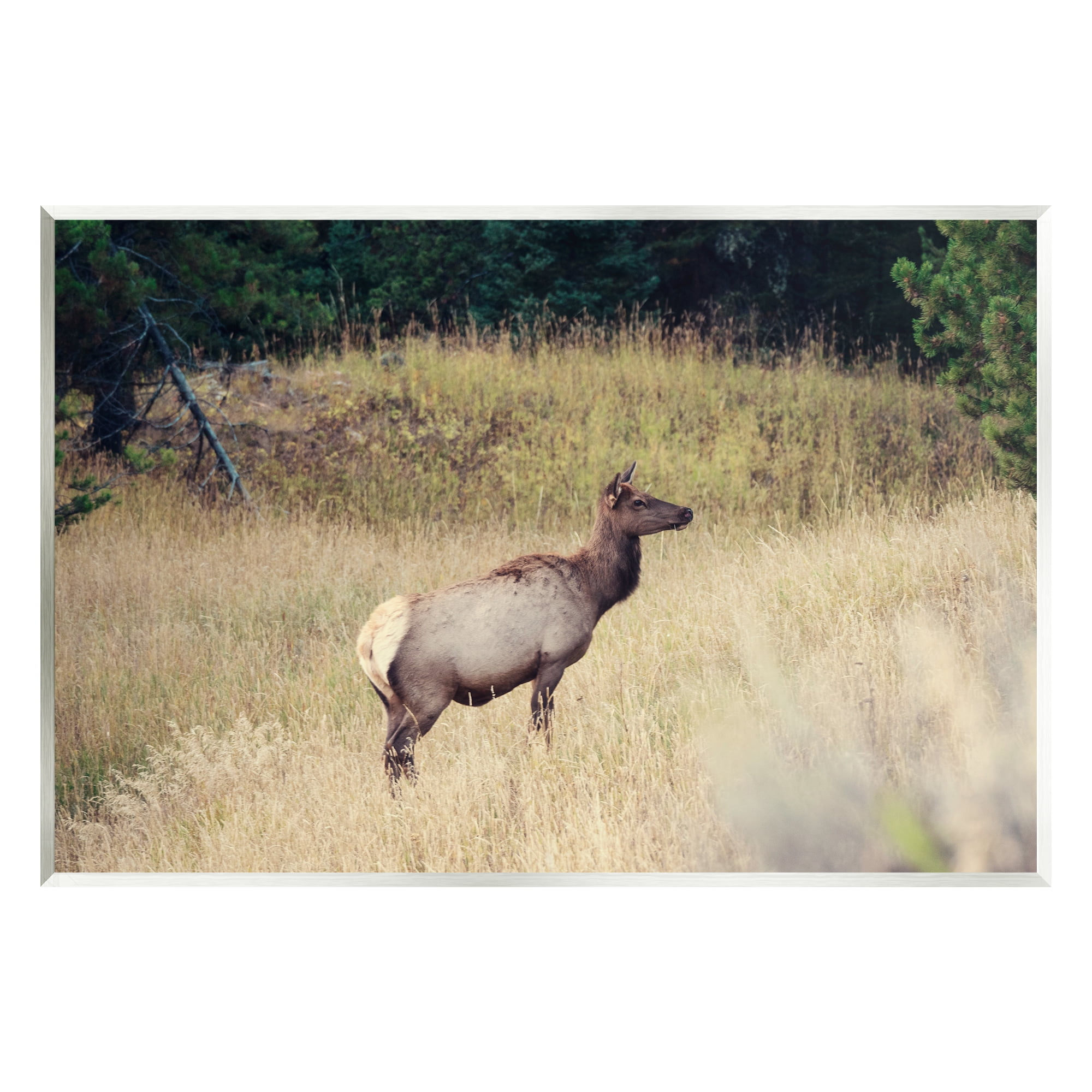 Stupell Wild Elk Nature Grove Photography Animals & Insects Photography Wall Plaque Unframed Art Print Wall Art