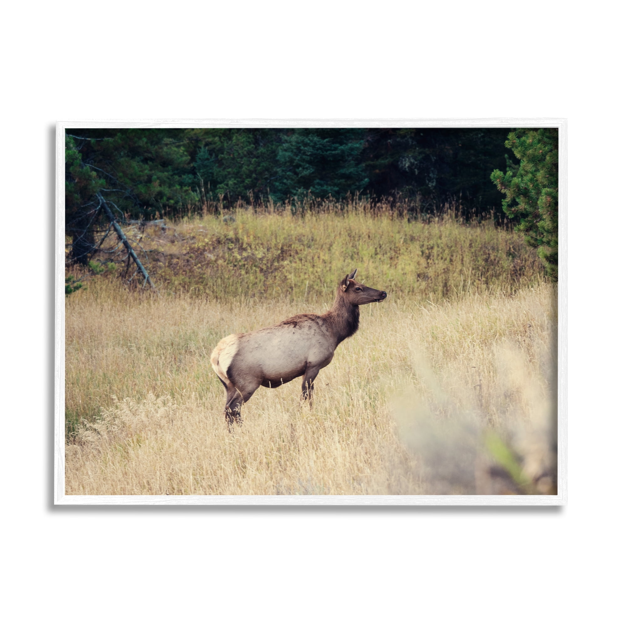 Stupell Wild Elk Nature Grove Photography Animals & Insects Photography White Framed Art Print Wall Art