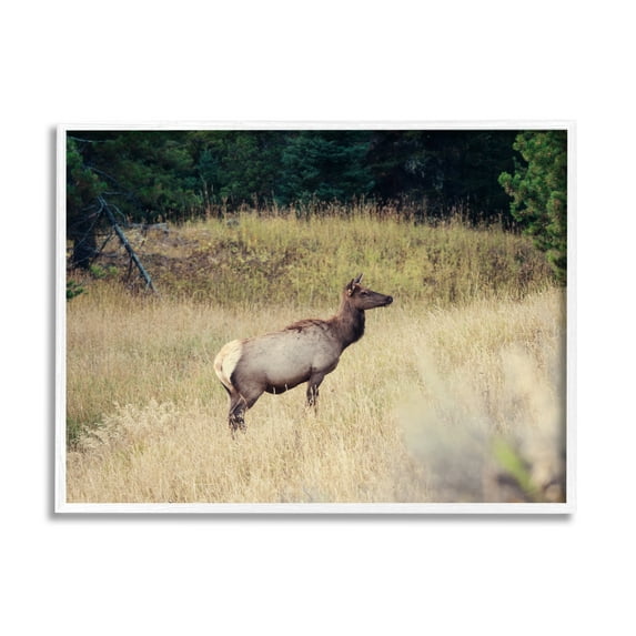 Stupell Wild Elk Nature Grove Photography Animals & Insects Photography White Framed Art Print Wall Art