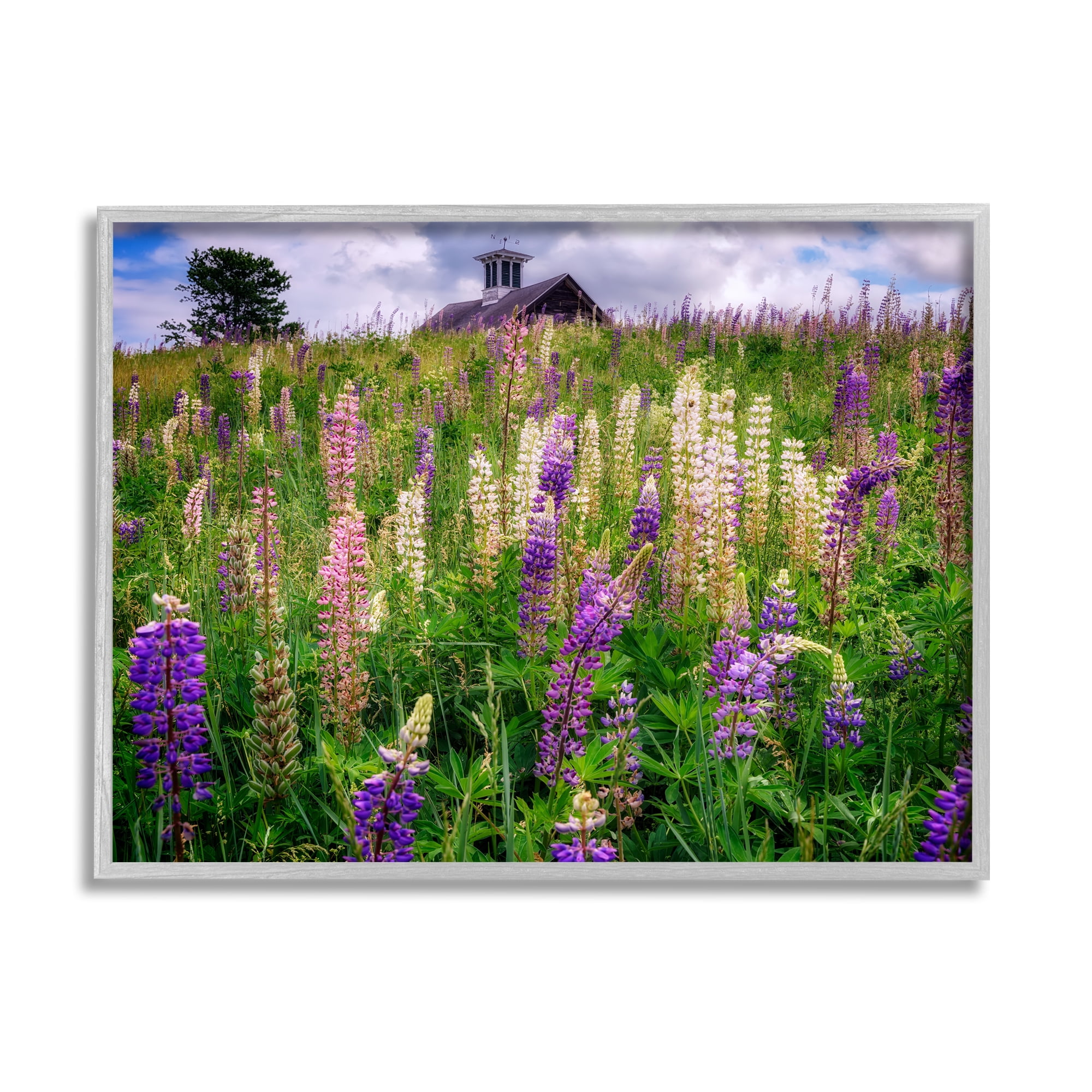Stupell Wild Lavender Field Grassland Landscape Photography Gray Framed Art Print Wall Art