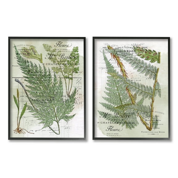 Stupell Woodland Fern Botanical Latin Study Botanical & Floral Painting Black Framed Art Print Wall Art, Set of 2
