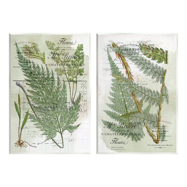 Stupell Woodland Fern Botanical Latin Study Botanical & Floral Painting Wall Plaque Unframed Art Print Wall Art, Set of 2