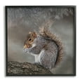 thumbnail image 1 of Stupell Woodland Wildlife Squirrel Photography Animals & Insects Photography Black Framed Art Print Wall Art, 1 of 7