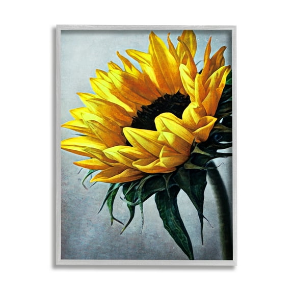 Stupell Yellow Sunflower Blossom Close Up Botanical & Floral Painting Gray Framed Art Print Wall Art