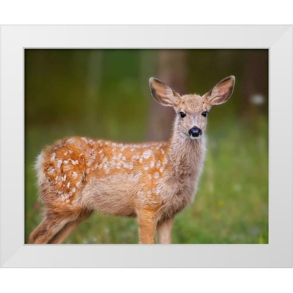 Sturgeon, Ozana 18x15 White Modern Wood Framed Museum Art Print Titled - Deer Watch III