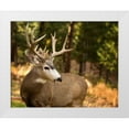 thumbnail image 1 of Sturgeon, Ozana 18x15 White Modern Wood Framed Museum Art Print Titled - Deer Watch II, 1 of 4