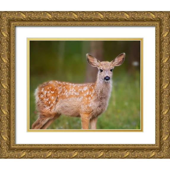 Sturgeon, Ozana 24x20 Gold Ornate Wood Framed with Double Matting Museum Art Print Titled - Deer Watch III