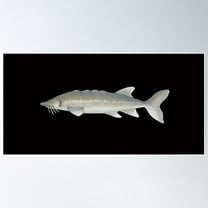 Sturgeon Poster Wall Art, Modern Wall Decor For Living Room Bedroom, 16x24 UNFRAMED
