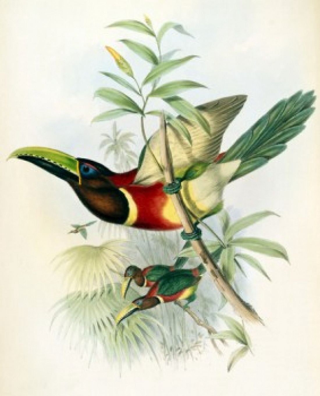 Sturms Aracari (Toucan) John Gould (1804-1881 British) Canvas Art - John Gould (18 x 24)