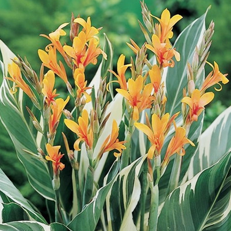 Stuttgart Canna Flower Bulbs - 3 Rhizomes per Pack - Attracts Butterflies and Hummingbirds - Deer Resistant - Grows Well In Containers - Easy to Grow Live Plants - Outdoor Garden