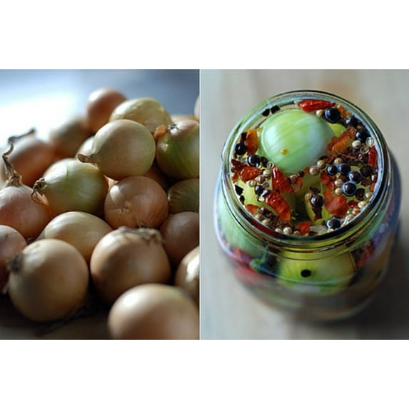 Stuttgarter Yellow Onion Sets - 80 Bulbs - Sweet Taste